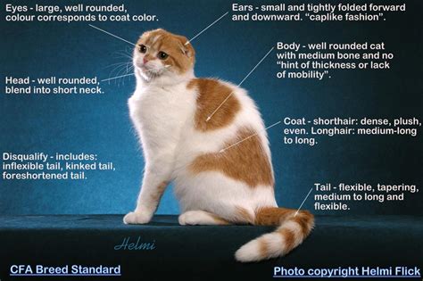 Maybe you would like to learn more about one of these? Scottish Fold Breed Standard - PoC