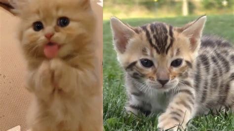 29 Cute Kitten Videos Compilation 2016 Youtube