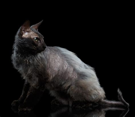 Werewolf Cat Your Guide To The Fascinating Lykoi Cat Breed