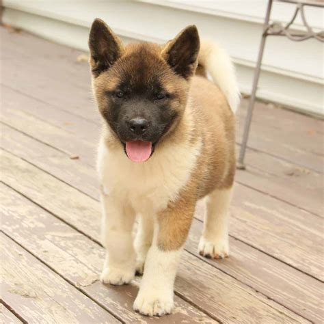 Akita Puppies For Sale • Adopt Your Puppy Today • Infinity Pups
