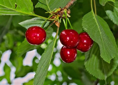 Sweet Cherry Tree Varieties Progardentips