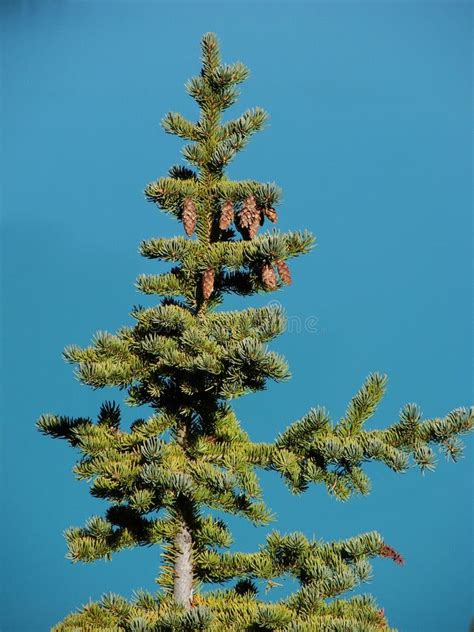 Pine Tree Free Stock Photos And Pictures Pine Tree Royalty Free And