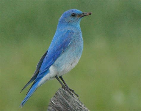 Голубые Птицы Фото С Названиями Telegraph