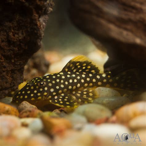 L018 Big Spot Gold Nugget Pleco Baryancistrus Xanthellus Aqua Imports