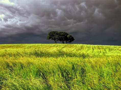 Clouds Over Trees In Green Field Hd Wallpaper Background Image