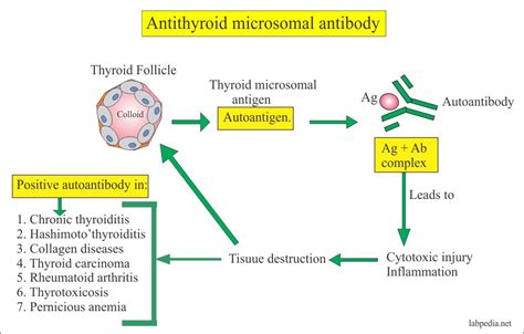 Anti Thyroid Microsomal Antibody Anti Thyroid Peroxidase Antibody