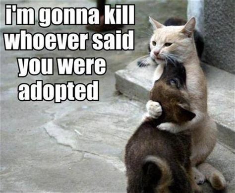 Adoption Funny Cats And Dogs Funny Cats Cat And Dog Memes