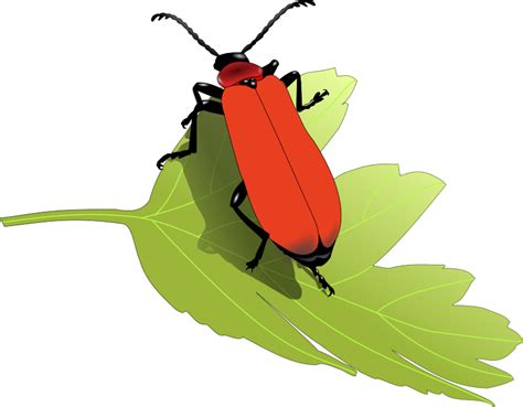 Firefly Clipart Green Bug Firefly Green Bug Transparent Free For
