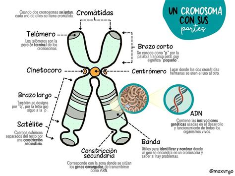 Partes Del Cromosoma Y Sus Definiciones Sofi González Udocz