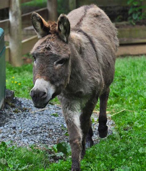 Find donkey from a vast selection of photographic images. Sicilian Donkey | Plumpton Park Zoo