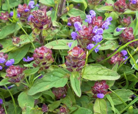Weeds That Look Like Flowers Purple Henbit Lamium Amplexicaule