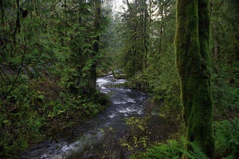 Old Growth Rain Forest In Stocking Creek Waterfall Park In Vancouver