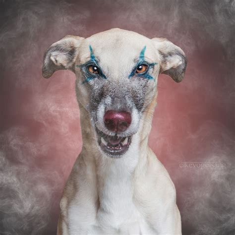 Scary Clown Dog 500px Scary Clowns Dog Photography Dogs