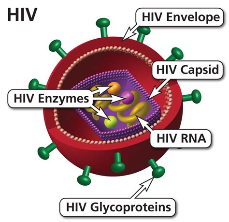 Human Immunodeficiency Virus Hiv Nih