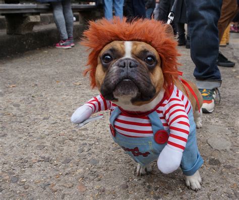 These 25 Adorbable Doggos Dressed Up For Halloween Will Give You A Scare