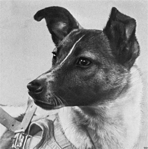 Her lethal sputnik 2 mission, when she was an unwitting pioneer in the the flights with dogs were made to determine the effects of space on living organisms. What Happened to Laika? | Happenings@LPU