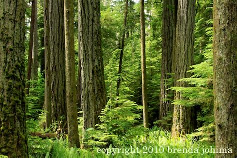 Old Growth Forest On Vancouver Island — Brenda Johima Vancouver