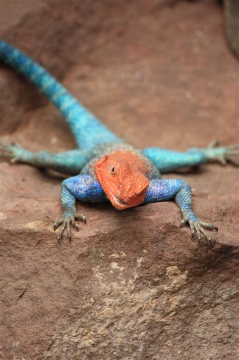 Red Headed Lizard Pics4learning