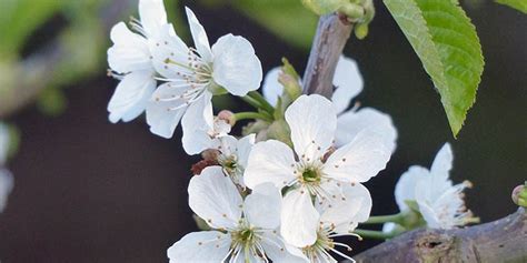 Check spelling or type a new query. Dwarf cherry - seasonal development, description, general ...