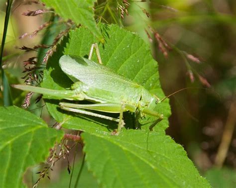 Grasshoppers Have Been The Bane Of Gardeners For Centuries There Are