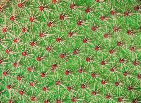 Cactus Texture Closeup Bright Green Cactus Opuntia Background Stock