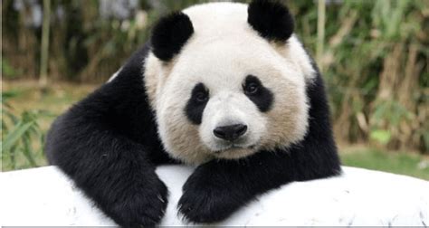 Captan En China A Un Raro Oso Panda Albino Atacama Noticias