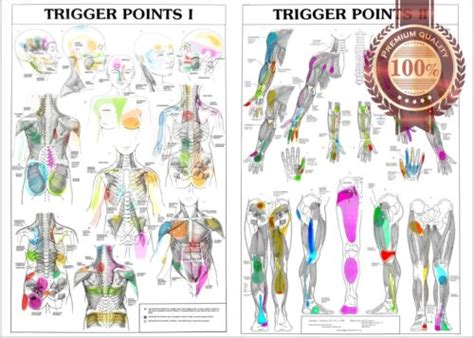 trigger points 1 2 anatomical diagram guide chart anatomy 1 print premium poster ebay