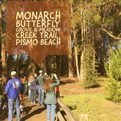 Review Monarch Butterfly Grove With Kids In Pismo Beach California