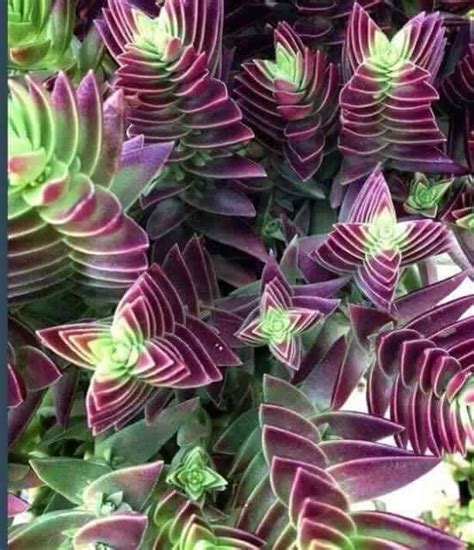 Most succulents and cacti thrive in warm environments, between 65 and 90 degrees fahrenheit, with specific variations adapting to temperatures that fall above and below. This cross between a butterfly and a cactus is welcome in ...