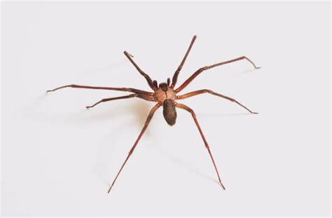 Common House Spiders In Southern California Facility Pest Control