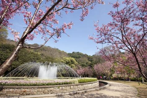 A Spring Guide To Taiwan Cherry Blossoms This 2019