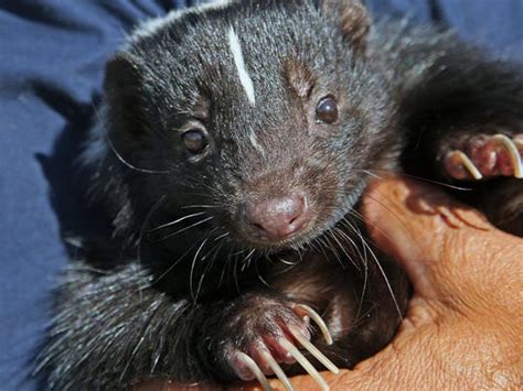 Meet Flower A Striped Skunk