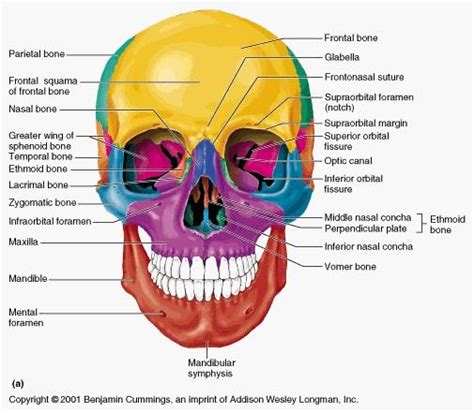 In addition, the bones of the skull and face are counted as separate bones, despite being fused individuals may have more or fewer bones than the average (even accounting for developmental amputations or other injuries may result in the loss of bones. ANTPHY 1 Study Guide (2013-14 Lehning) - Instructor ...