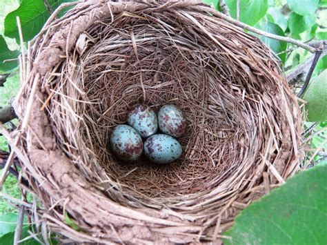 Egg Traordinary Bird Nests Lemon Bay Conservancy