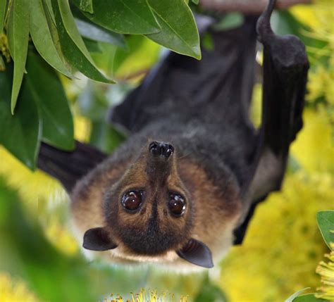 Spectacled Flying Fox Pteropus Conspicillatus Here I Use Flickr