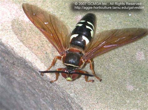 Beneficial Insects In The Garden 03 Cicada Killer Wasp