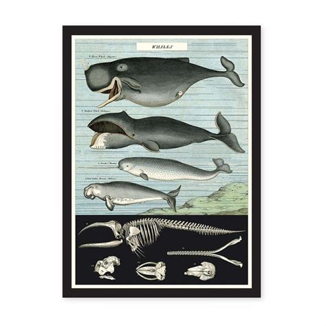 Vintage Whale Chart Poster Print Six Things