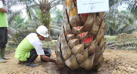 Cara Pengendalian Hama Dan Penyakit Pada Tanaman Sawit Sawitnotif My