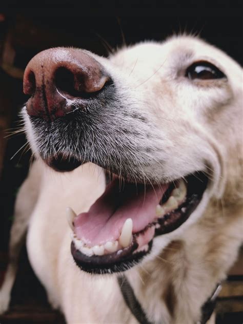 Wir sind auch nicht mehr im zuchtverein. Augen auf und Nase zu! Mundgeruch beim Hund