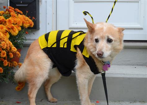Heres What You Need To Do If Your Dog Is Stung By A Bee Barkpost