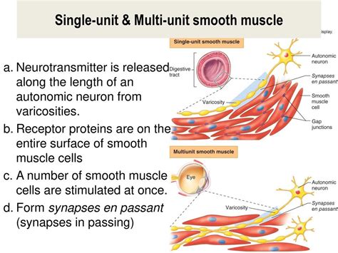 Cardiac And Smooth Muscles Ppt Download
