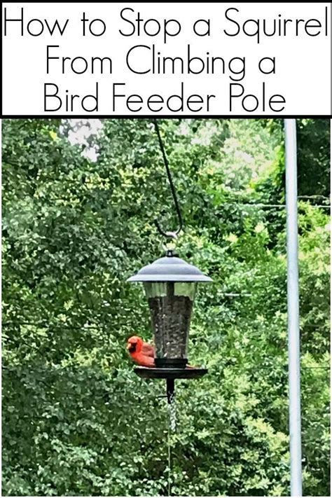 Squirrels are annoying and hard to keep away from your bird feeders. Pin on Outdoor Decor