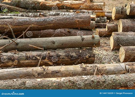 Wooden Trunks Long Logs With Bark Untreated Background Building Rustic