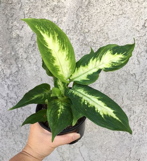 Dieffenbachia Compacta Also Known As Dumb Cane And Etsy