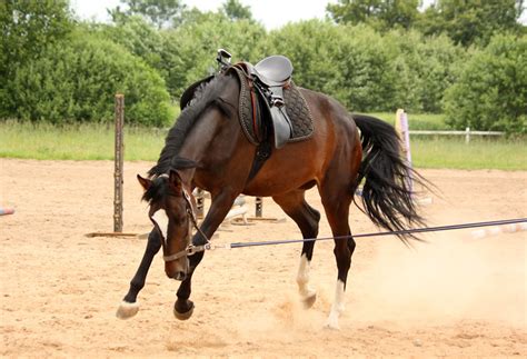 An inexperienced horse may jerk its head and inadvertently pull the bit. 10 Must Have's For Training Young Horses - The Horseaholic