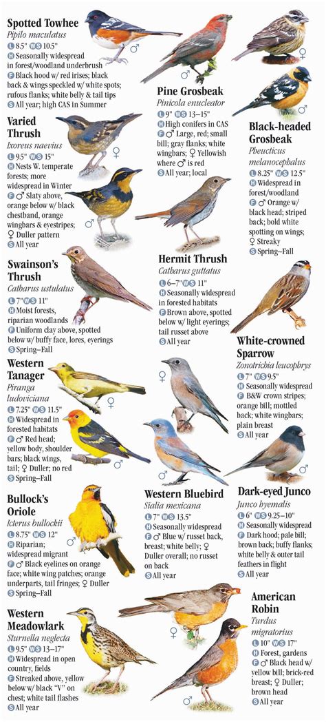 Bird Identification Chart Washington State