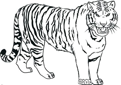 How To Draw Tiger Step By Step Guide How To Draw