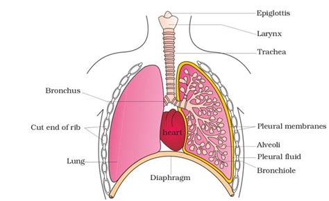 Use our diagram editor to make flowcharts, uml diagrams, er diagrams, network diagrams, mockups, floorplans and many more. lungs diagram labeled lungs diagram the lungs consist ...