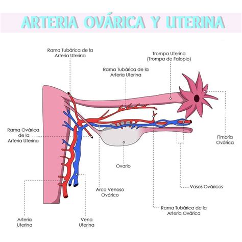 Irrigaci N En El Sistema Reproductor Femenino Anatomia Humana Huesos
