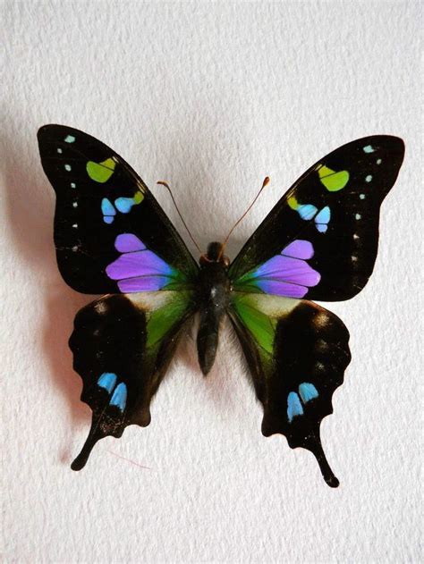 One Real Butterfly Pink Blue Purple Indonesian Weiskei 768×1024